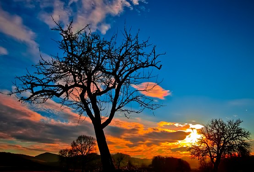 ムクドリは夕方になると群れをつくるのはなぜ 鳴き声は ムクドリの知識あれこれ