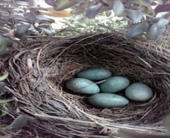 ムクドリ 抱卵 孵化