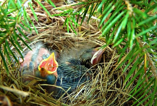 ムクドリの雛を保護 餌の量はどの位 ムクドリの知識あれこれ